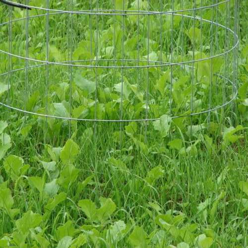 6 Lbs EXCLUSIVE DEER FOOD PLOT Seed Mix Ladino Clover/Chicory Year Round Forage 