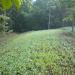 Sweet Spot Southern Deer Food Plot Forage