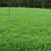 South Food Plot Seed