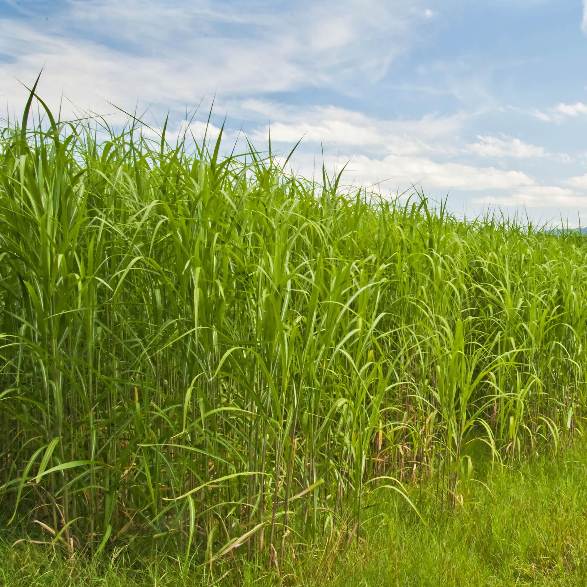 Switchgrass Native Forage