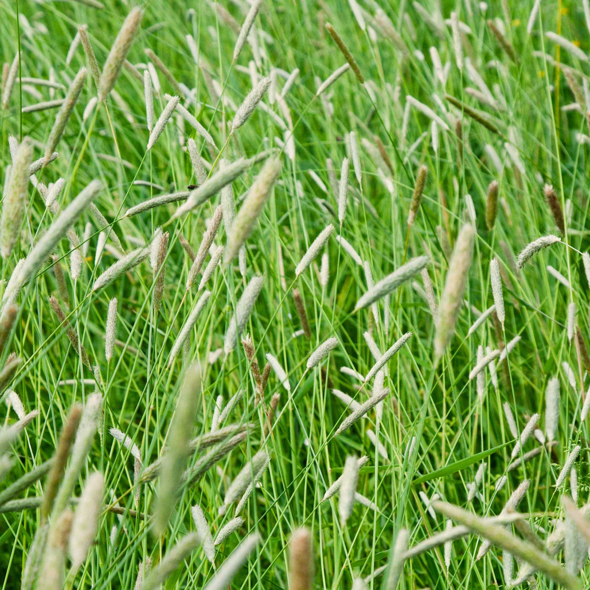 Timothy Grass