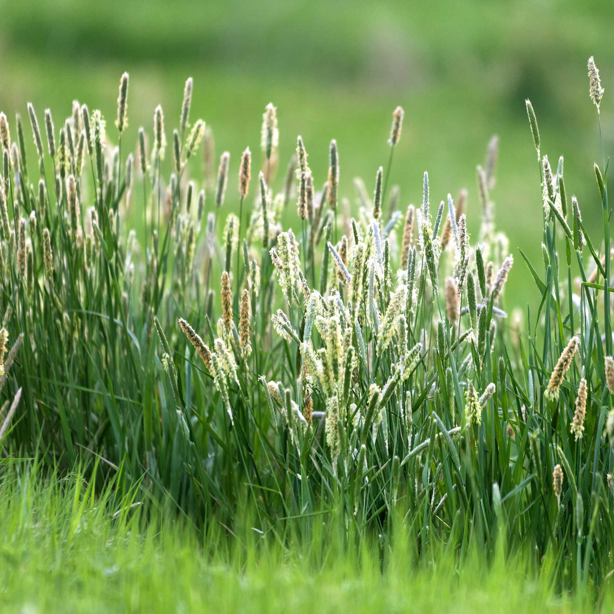 Climax Timothy Forage Grass