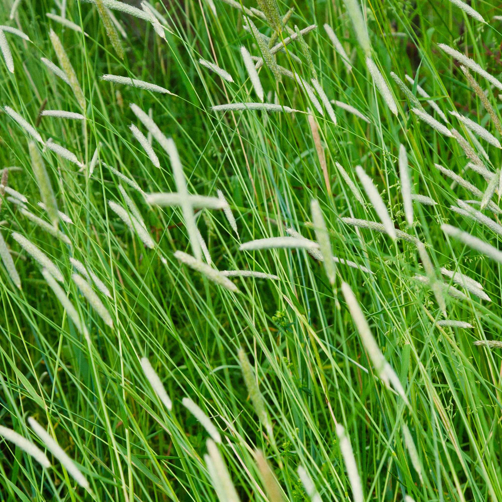 Climax Timothy Pasture Grass