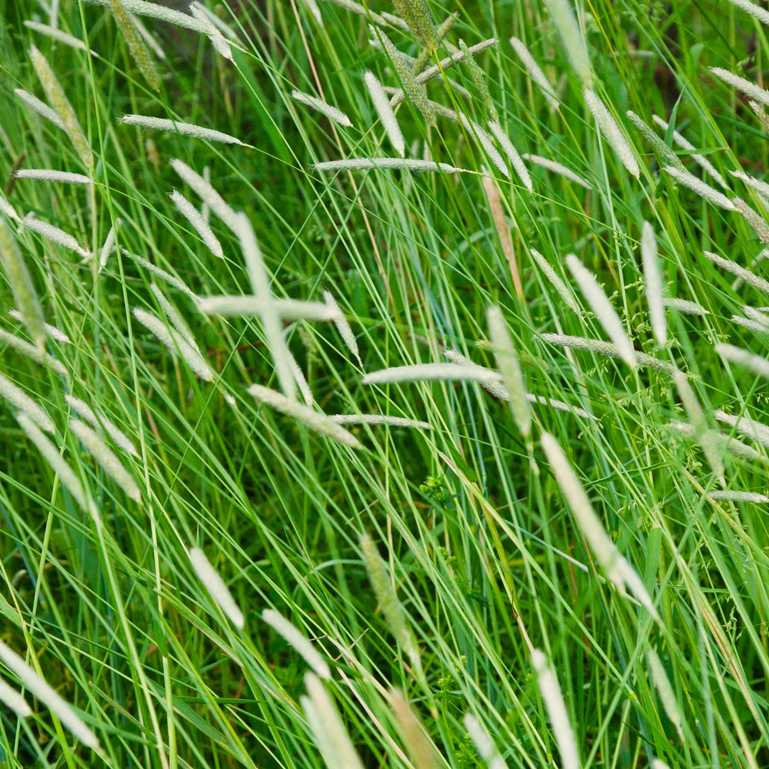 Climax Timothy Hay Seed