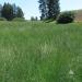 Western Native Prairie Grass