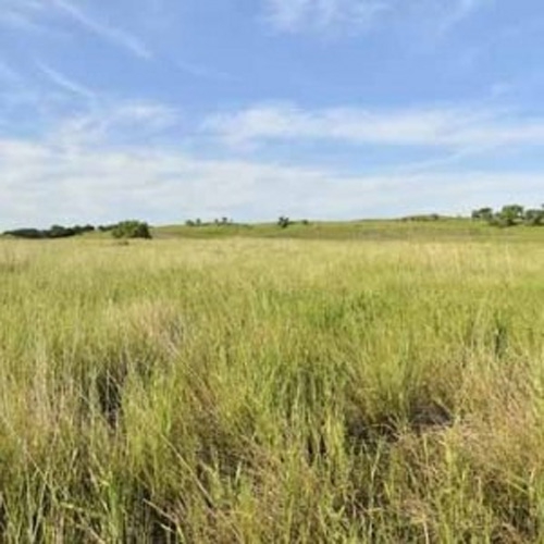 Western Native Prairie Grass