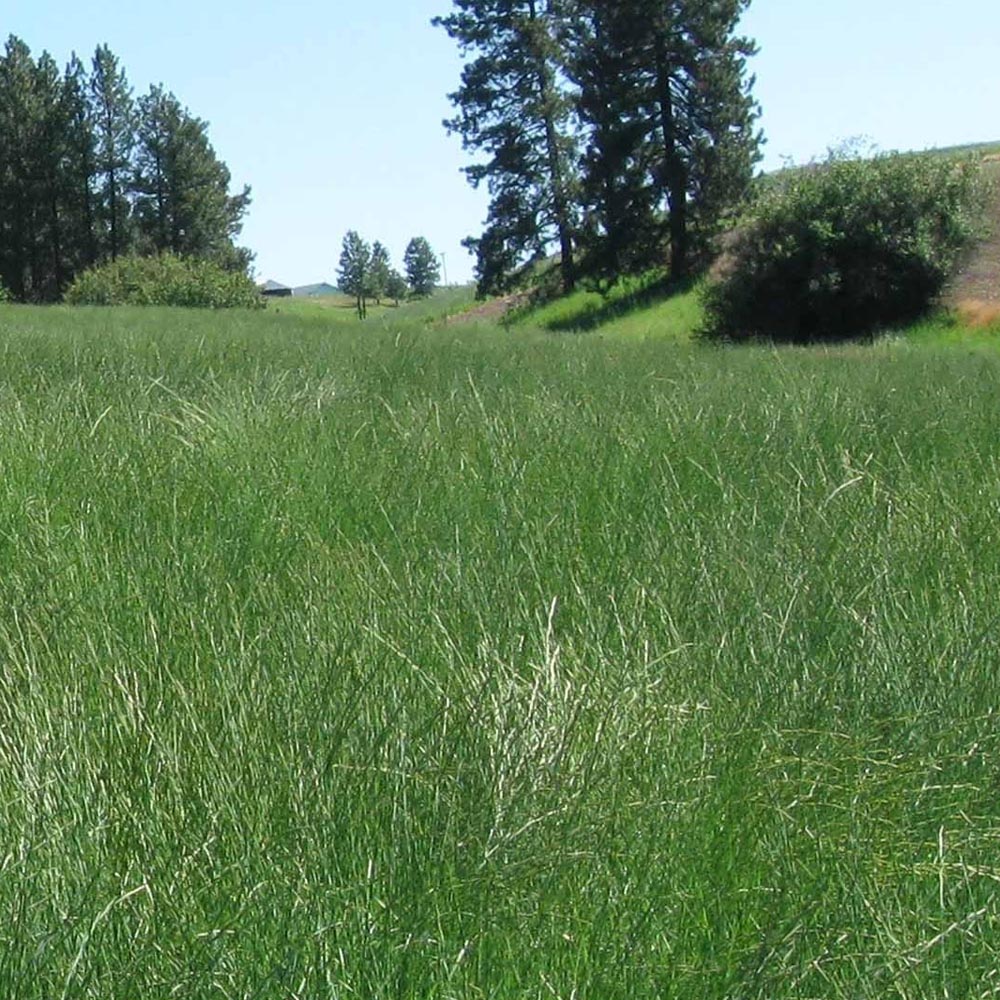 Western Native Prairie Grass