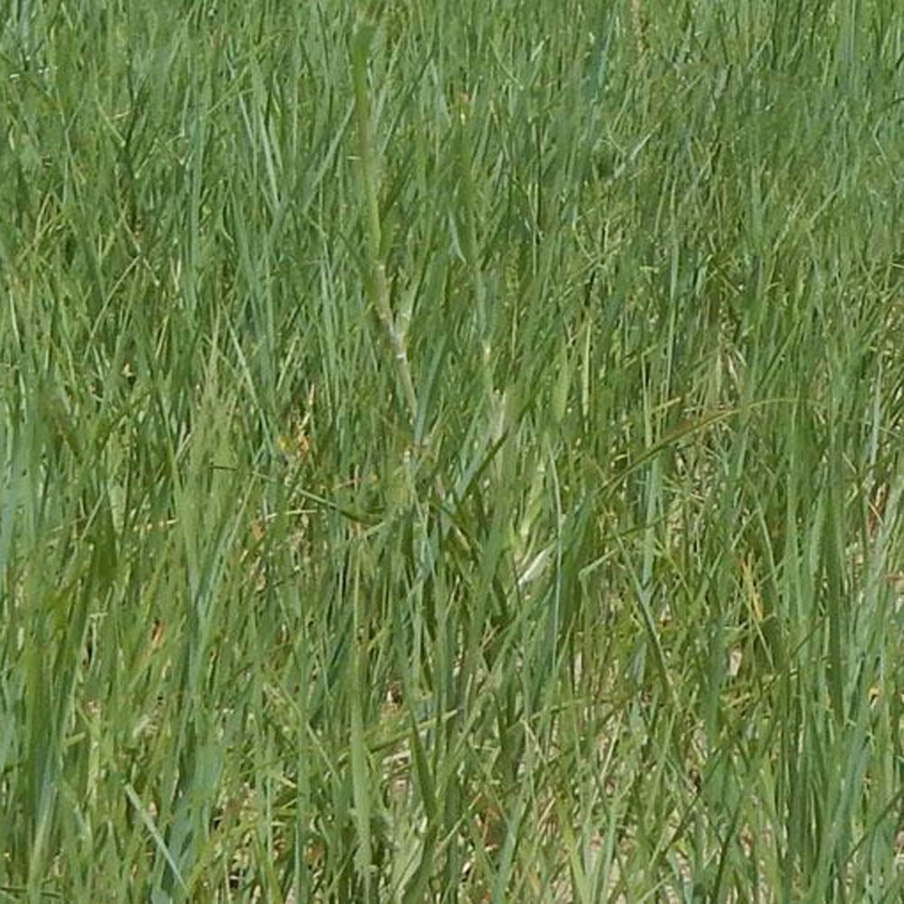 Crested Wheatgrass Pasture