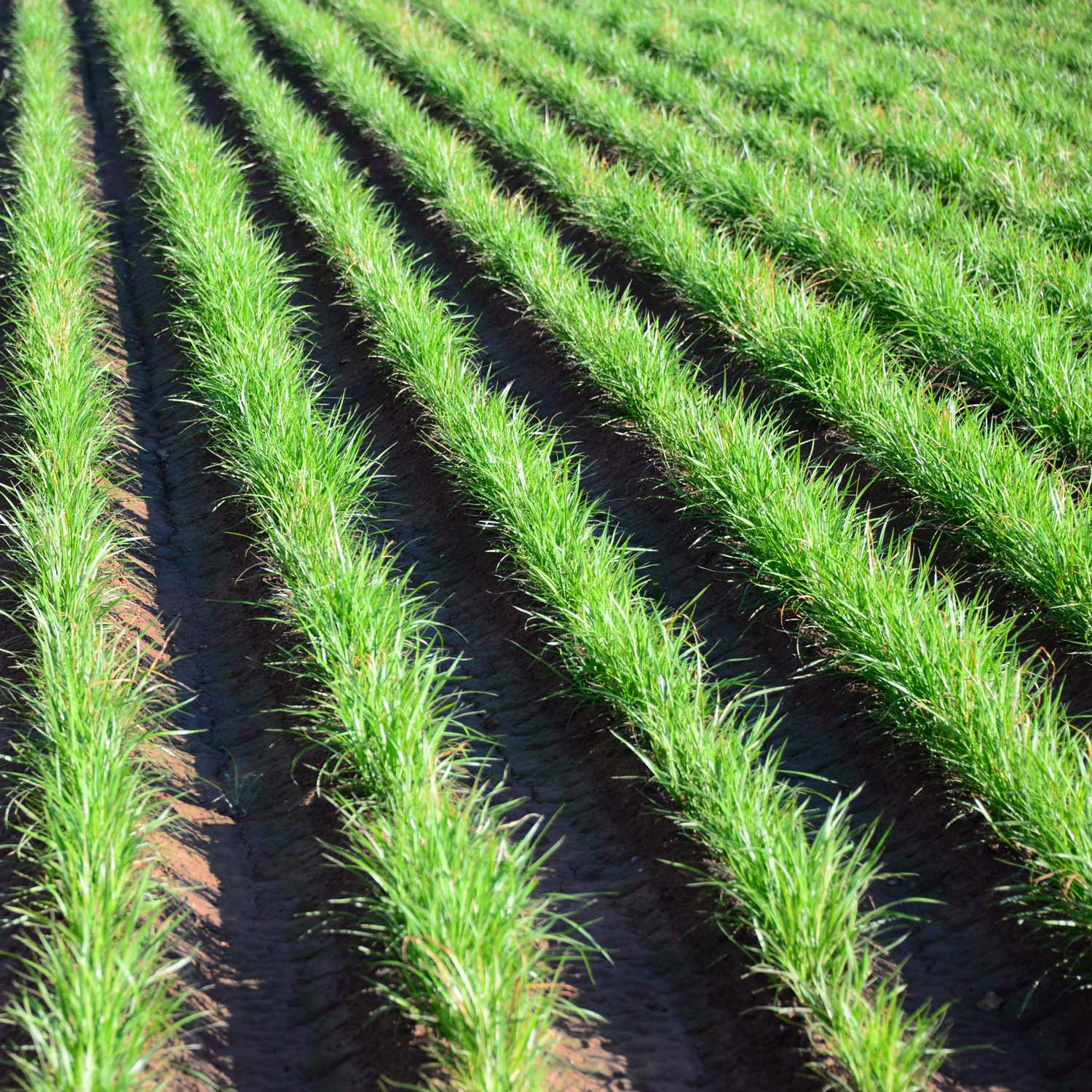 Chufas Forage For Hogs, Deer, Turkey
