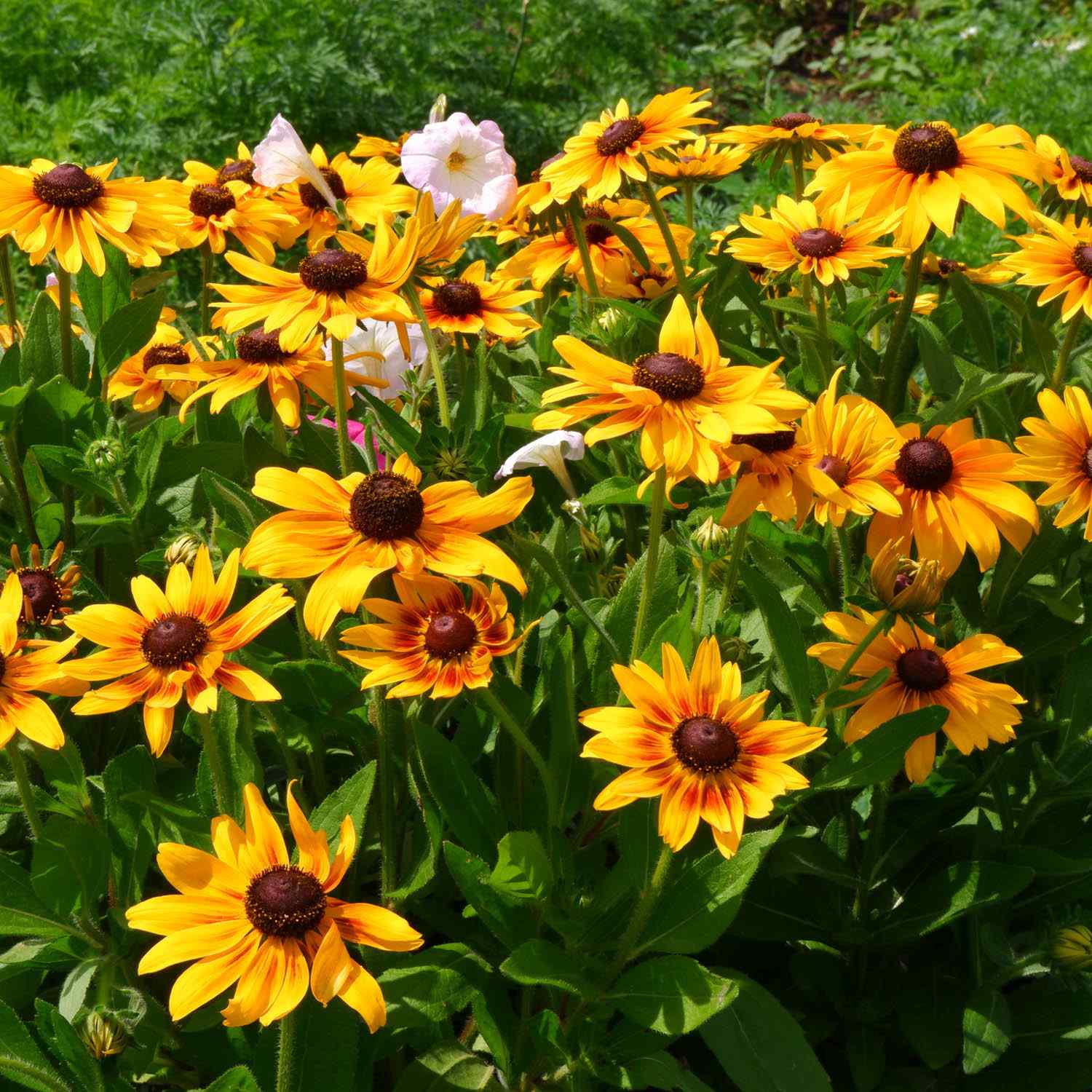 Fall Rudbeckia Rudbeckia Foliage