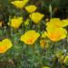 Eschscholzia Poppy Golden West