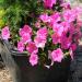 Petunia Grandiflora Single Pink