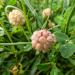 Strawberry Clover