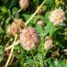 Strawberry Clover Ground Cover