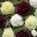 Hollyhock Berry Cheesecake Flower Seeds