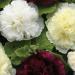 Alcea Rosea Berry Cheesecake Flower Seeds
