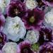 Hollyhock Blackberry Ripple Flower Seeds