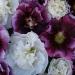 Alcea Rosea Berry Cheesecake Flower Seeds