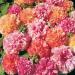 Hollyhock Fruity Mix Flower Seeds