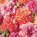 Alcea Rosea Fruity Mix Flower Seeds