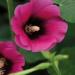 Hollyhock Halo Cerise Flower Seeds