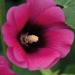 Alcea Rosea Halo Cerise Flower Seeds
