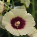Hollyhock Halo Cream Flower Seeds