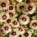 Alcea rosea Halo Cream Flower Seeds
