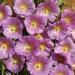 Hollyhock Halo Pink Flower Seeds