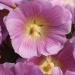 Alcea rosea Halo Pink Flower Seeds