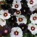 Hollyhock Night & Day Flower Seeds