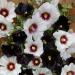 Alcea Rosea Night & Day Flower Seeds