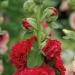 Alcea Rosea O'Hara Flower Seeds