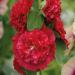 Hollyhock O'Hara Flower Seeds