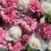 Hollyhock The Bridesmaid Flower Seeds