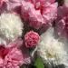 Alcea Rosea The Bridesmaid Flower Seeds