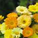 Calendula Fruit Twist Flowers