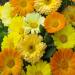 Calendula Fruit Twist Garden Flowers