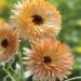 Calendula Orange Flash Flowers