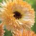 Calendula Orange Flash Garden Flowers