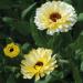 Calendula Snow Princess Flowers