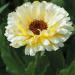 Calendula Snow Princess Garden Flowers