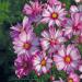 Cosmos Bipinnatus Capriola Garden Flowers