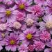 Cosmos Bipinnatus Pink Popsocks Flowers Seeds