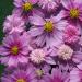 Cosmos Bipinnatus Pink Popsocks Garden Flowers