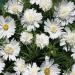 Cosmos Bipinnatus White Popsocks Flowers Seeds