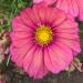 Cosmos Bipinnatus Xsenia Flowers Seeds