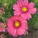 Cosmos Bipinnatus Xsenia Garden Flowers