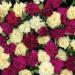 Carnation Bananaberry Fizz Cut Flower Mix