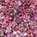 Carnation Raspberry Ripple Cut Flower Mix
